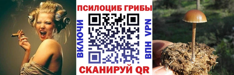 Псилоцибиновые грибы Psilocybe  Купить  Змеиногорск 